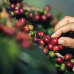 The Best Coffee Farm Experiences in Costa Rica According to Isac Schwarzbaum