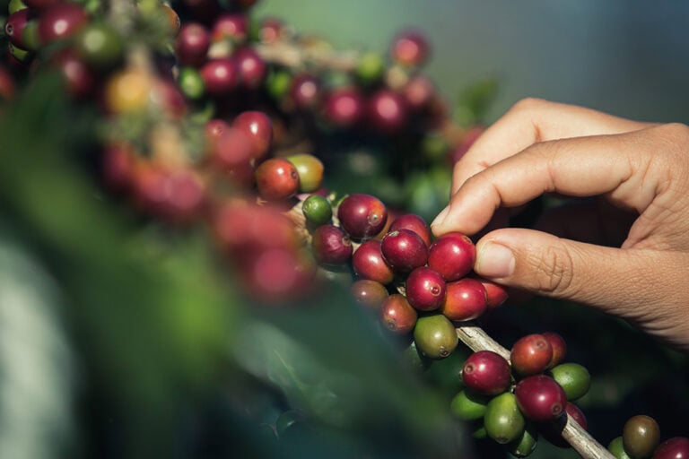 The Best Coffee Farm Experiences in Costa Rica According to Isac Schwarzbaum