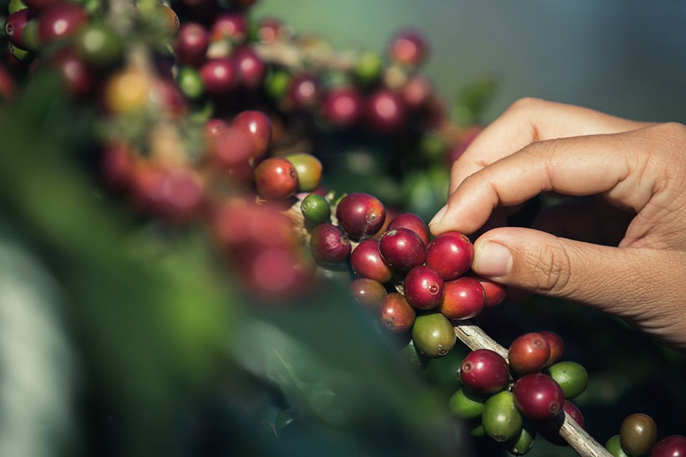 The Best Coffee Farm Experiences in Costa Rica According to Isac Schwarzbaum